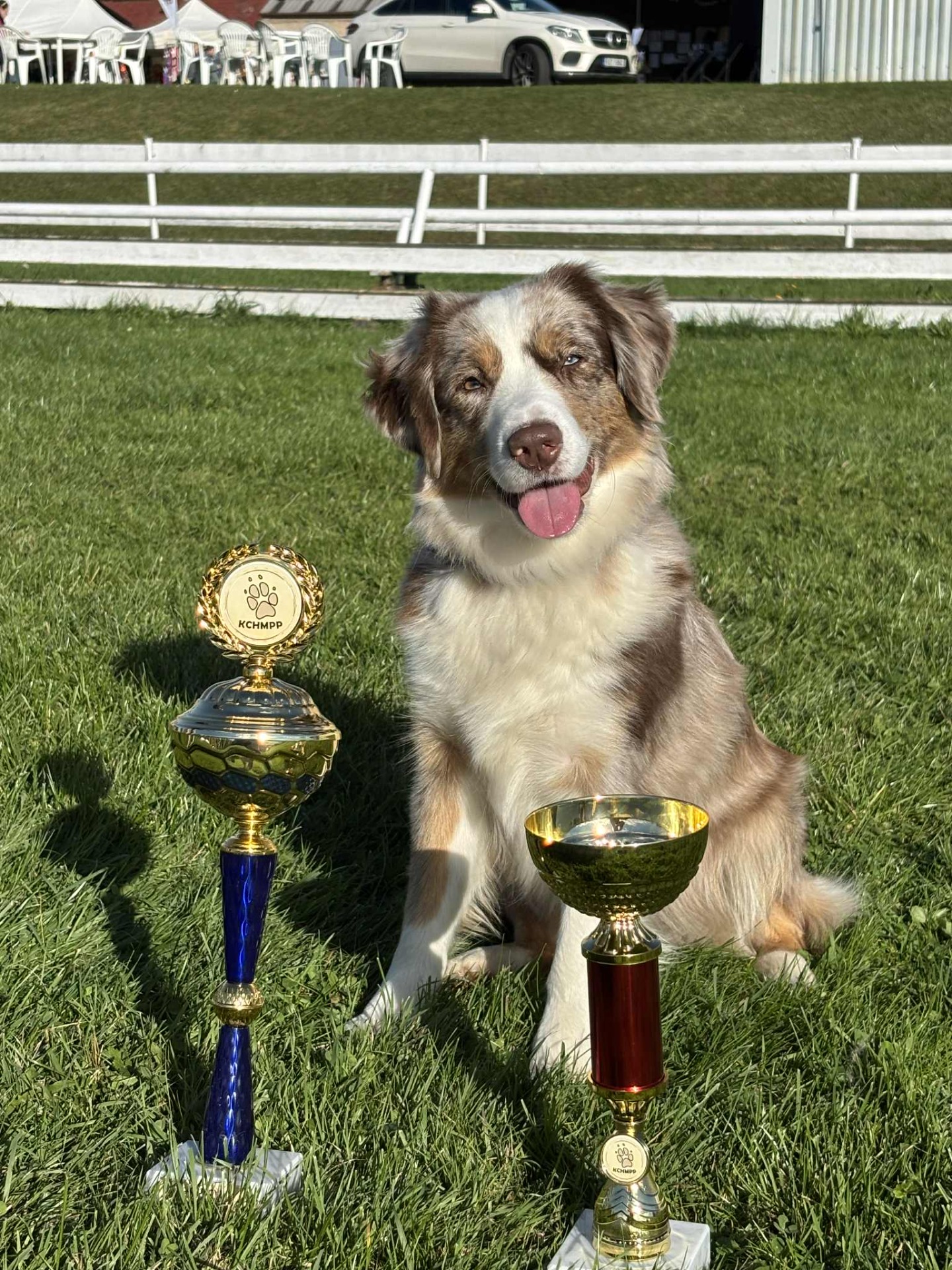 Klubová výstava Ml. Boleslav 2025 - V1, CAC