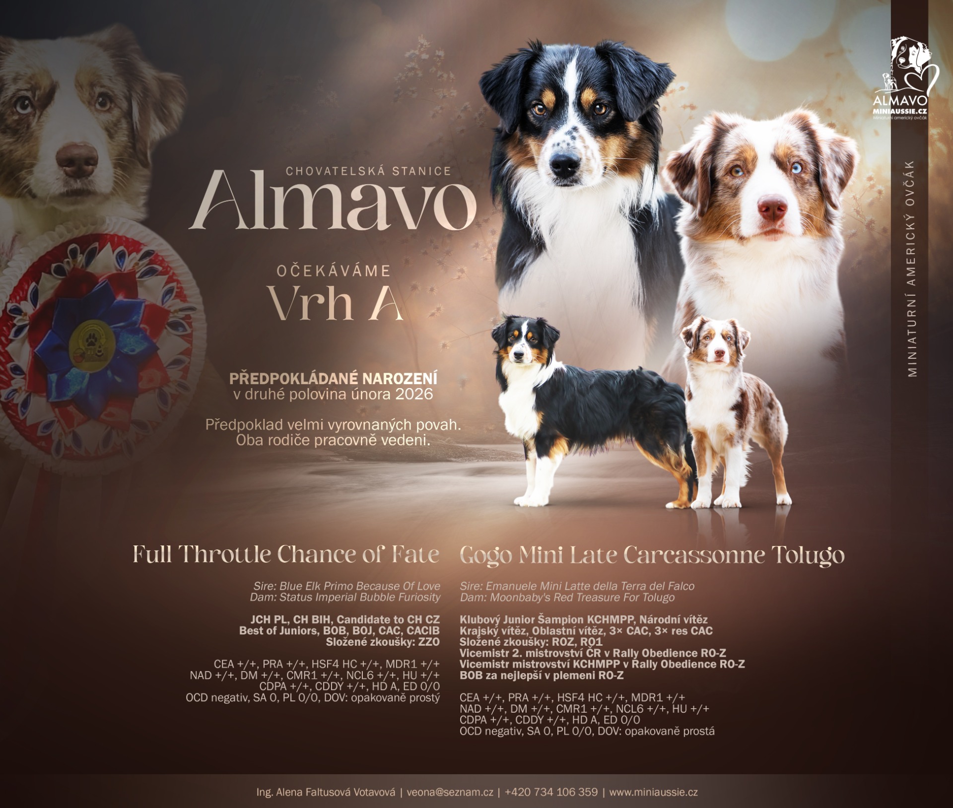 Vrh A - štěňátka miniaturní americký ovčák